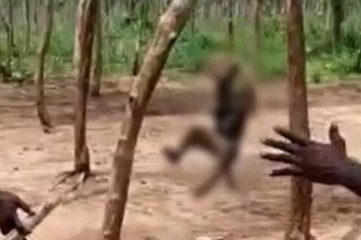 Three accused arrested for hanging the monkey in Telangana