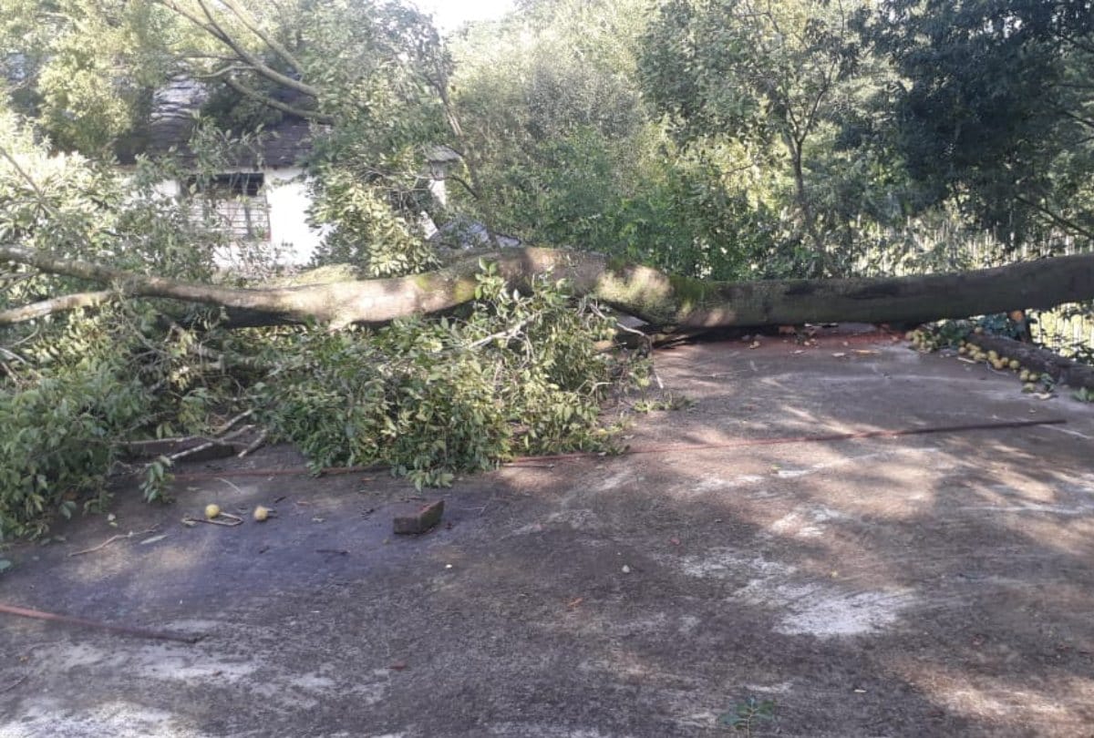 Heavy storm in mandi himachal pradesh rain damage crops in kangra