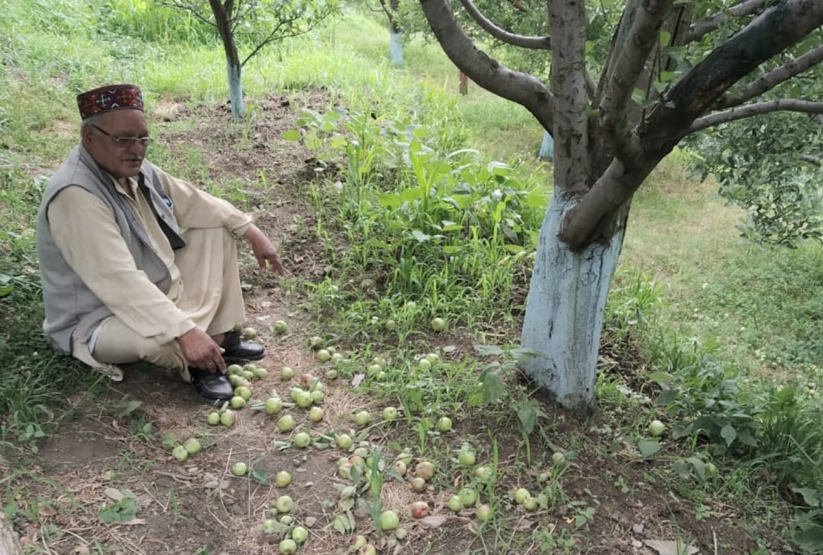 Heavy Rain and Hailstorm damage fruit crops in Himachal Pradesh