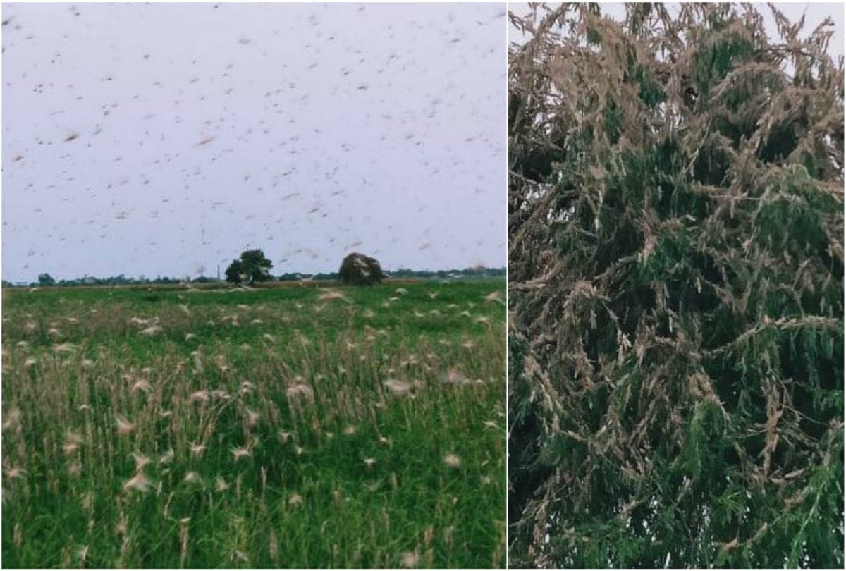 Pakistani Locust Group Attacks In Mainpuri Eats Hariyali Project