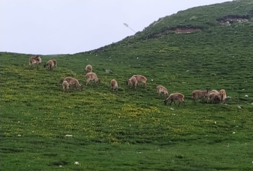 Uttarakhand: Scientific studies of Bugyals will be done