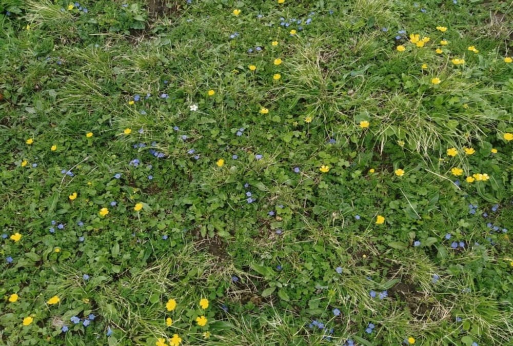Beautiful Bugyal Covered with Colourful Flowers, See Visuals