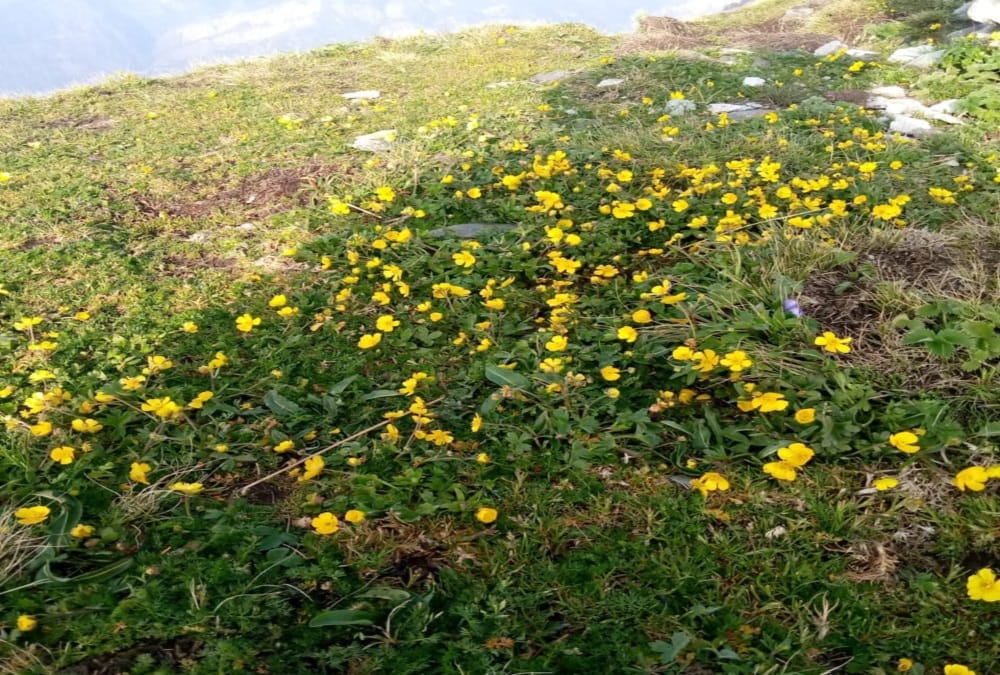 Beautiful Bugyal Covered with Colourful Flowers, See Visuals