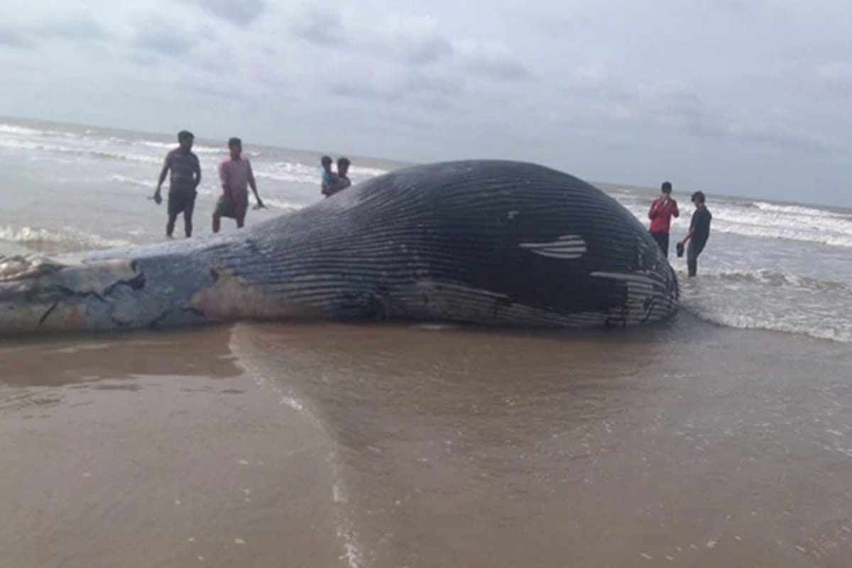 35 foot whale washes up mandarmani beach west bengals locals claim it as first such incident in area