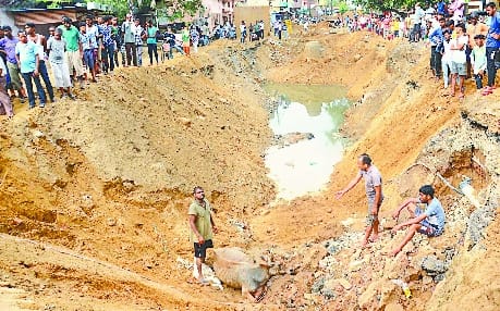 Sewer line excavated, fatal, cow stuck in pit for many hours