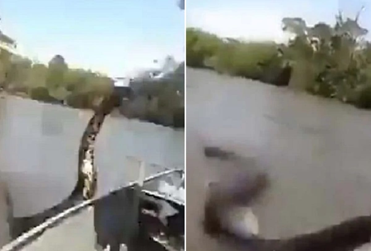 Man Try To Pull a giant Anaconda From Water Old video again viral on social media
