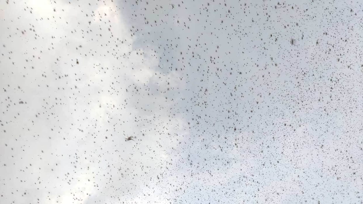 Hathras: Pakistani locust reached Sadabad, panic spread among farmers