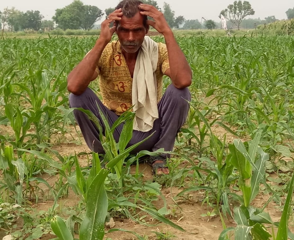 Locust party buries farmers