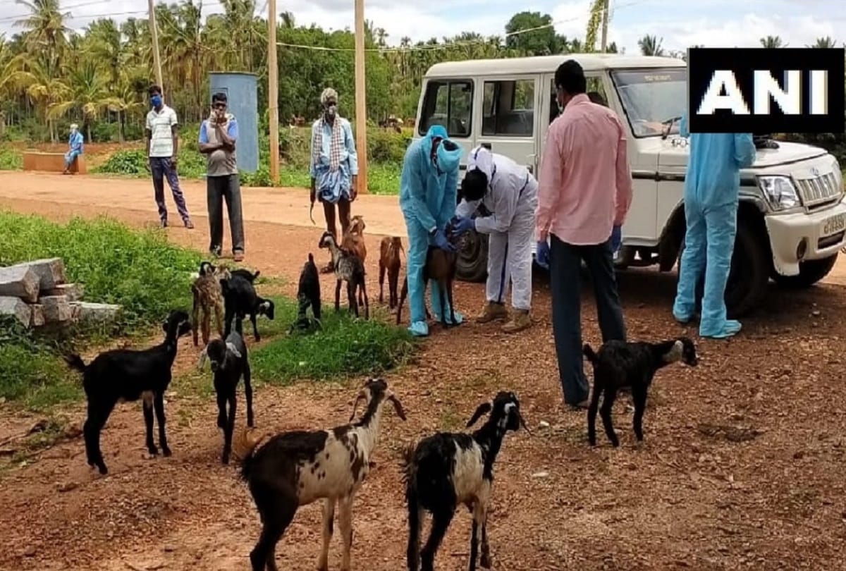 Karnataka: State Health Department today conducted COVID- 19 test of some goats and sheep 
