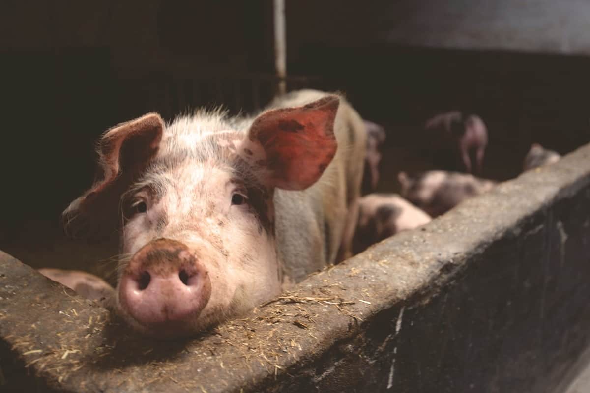 Pigs Can Now Develop An Extra Liver In Lymph Nodes; New health research says no need to liver transplant in human