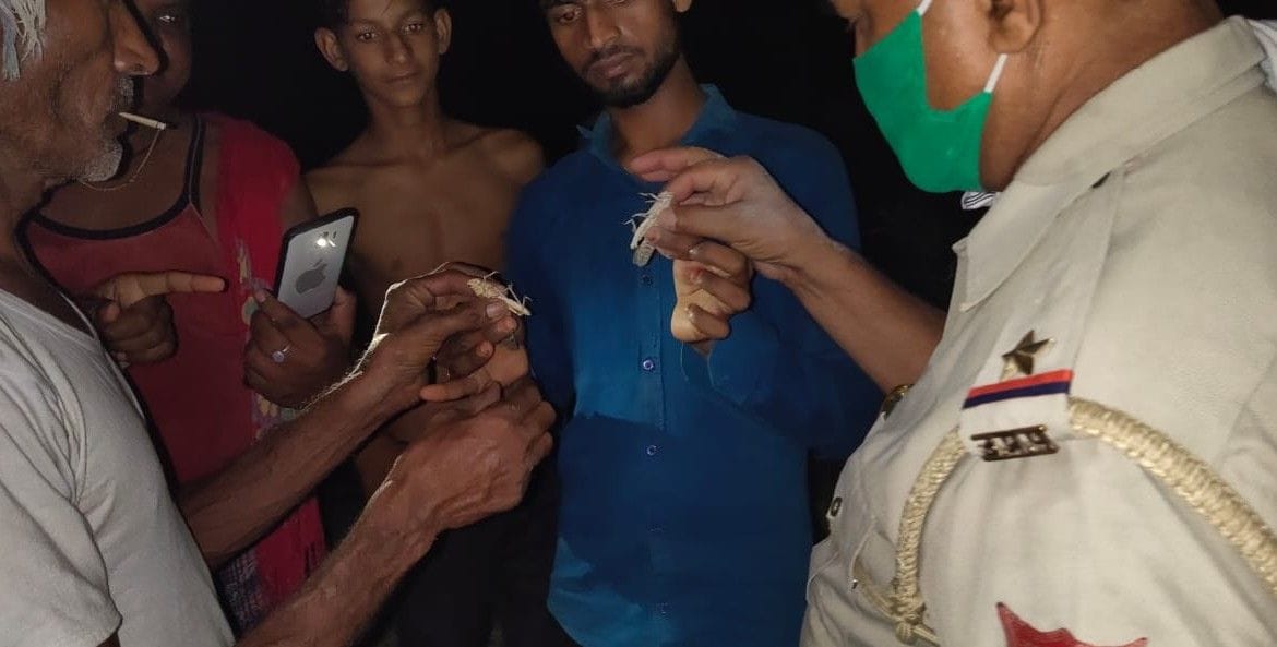 Hathras: Farmers in terror of locust, rescue measures taken in many villages