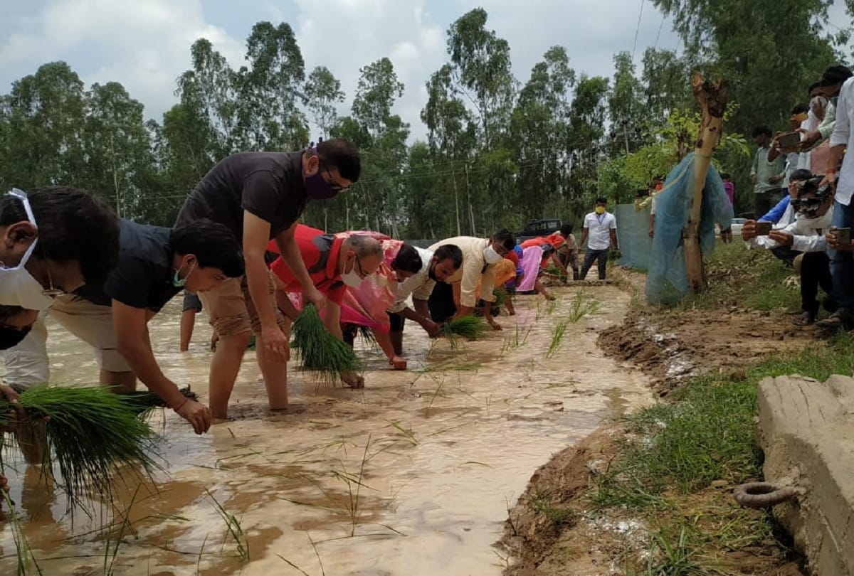 District Magistrate and Superintendent of Police planted paddy in field at Barabanki see photos