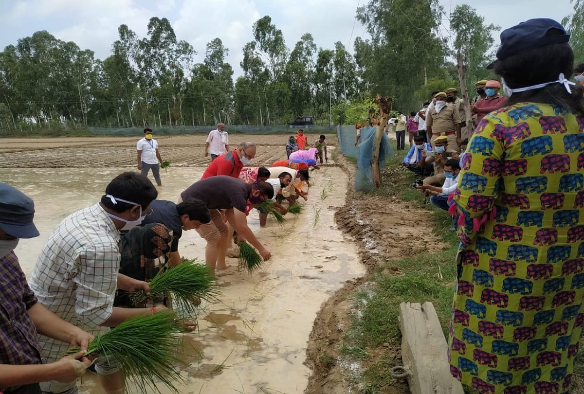 District Magistrate and Superintendent of Police planted paddy in field at Barabanki see photos