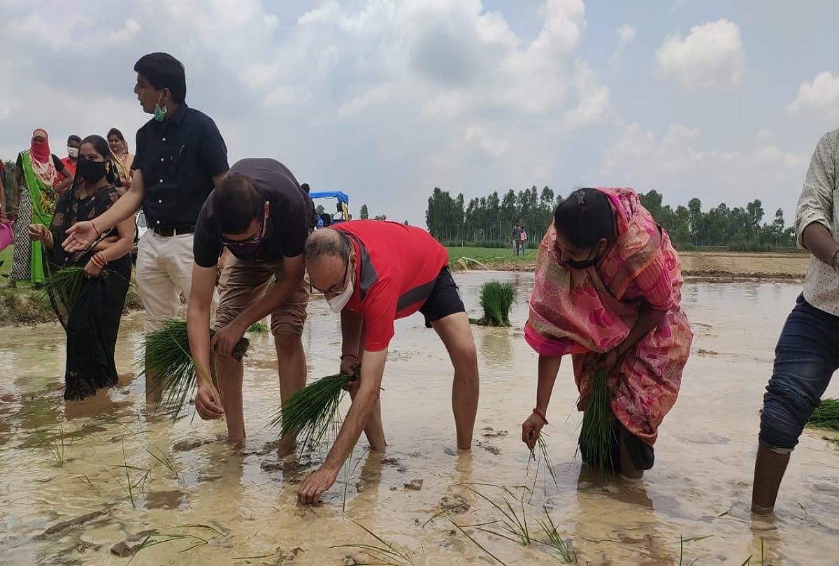 District Magistrate and Superintendent of Police planted paddy in field at Barabanki see photos