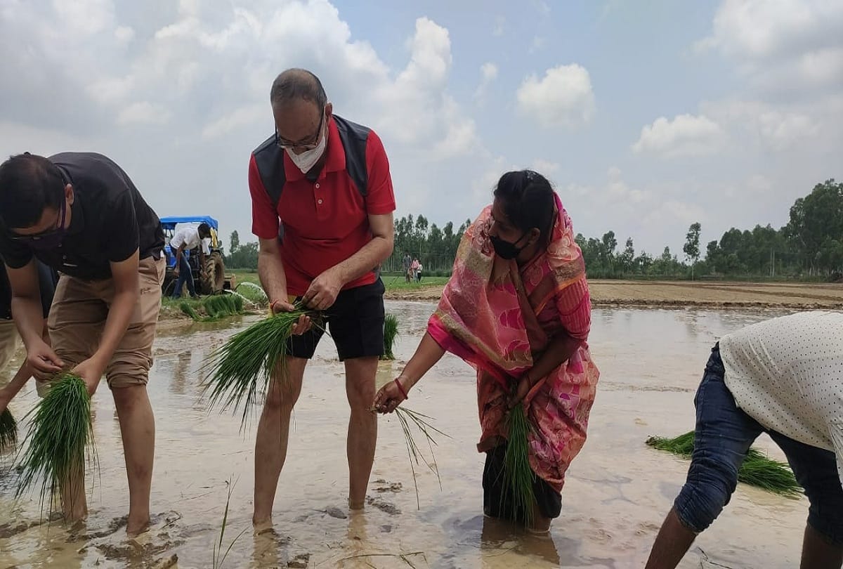 District Magistrate and Superintendent of Police planted paddy in field at Barabanki see photos
