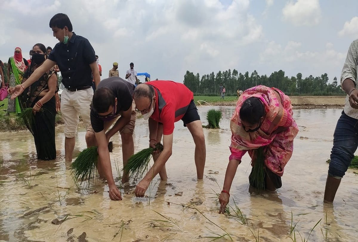 District Magistrate and Superintendent of Police planted paddy in field at Barabanki see photos