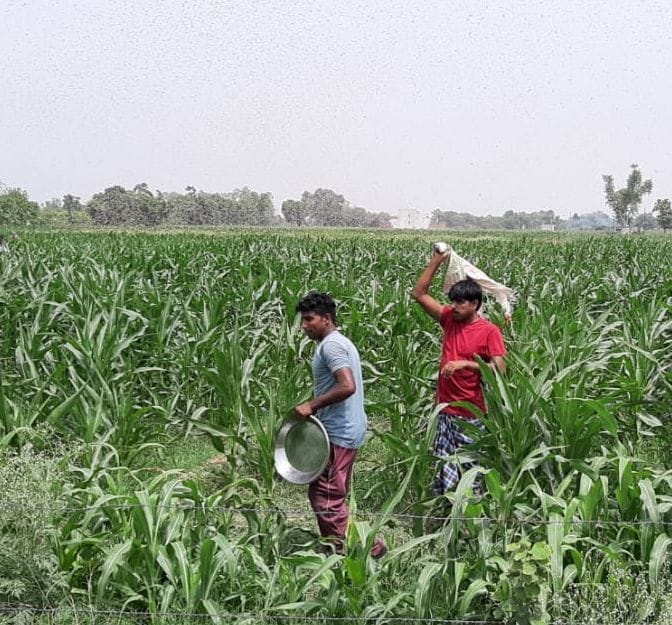 Aligarh: Grasshopper teams returned throughout the day with a wind wave