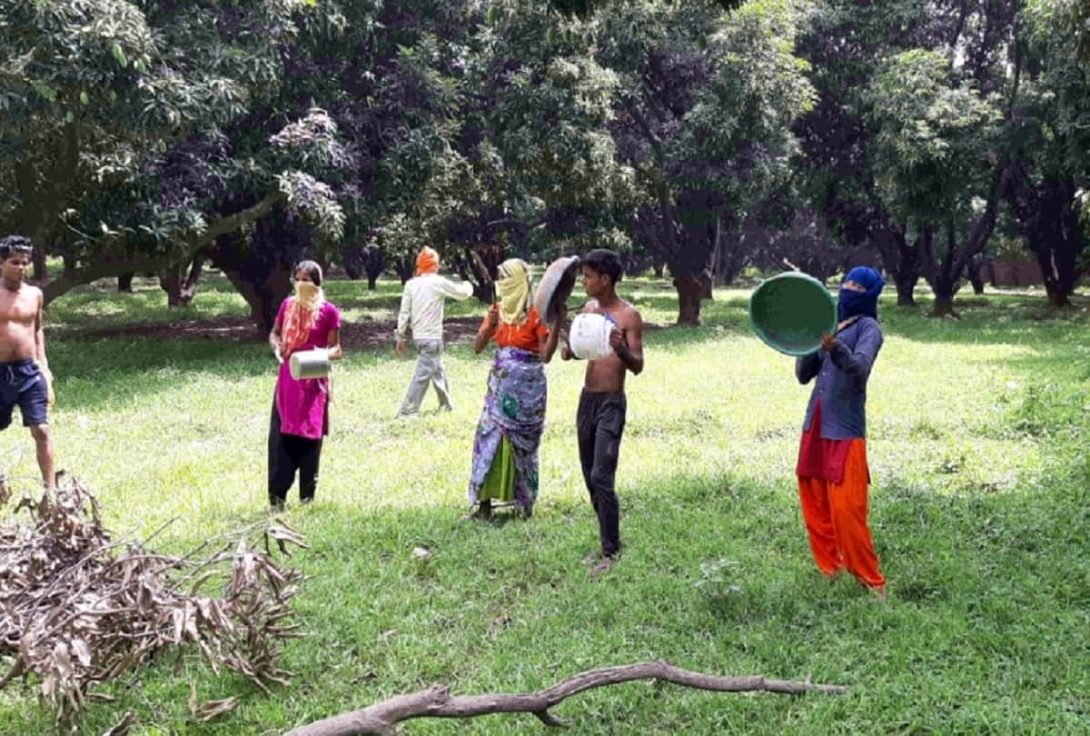locust swarm attacked in siddharthnagar
