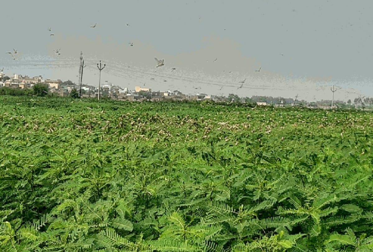 Task force will be ready to deal with locust attack in Haryana