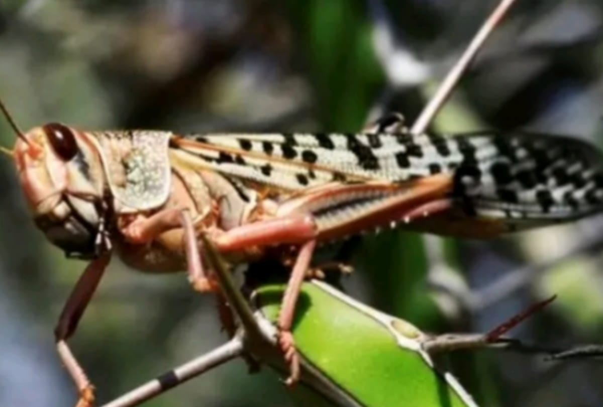 Locusts Tiddi Dal Attacks in India Nepal border