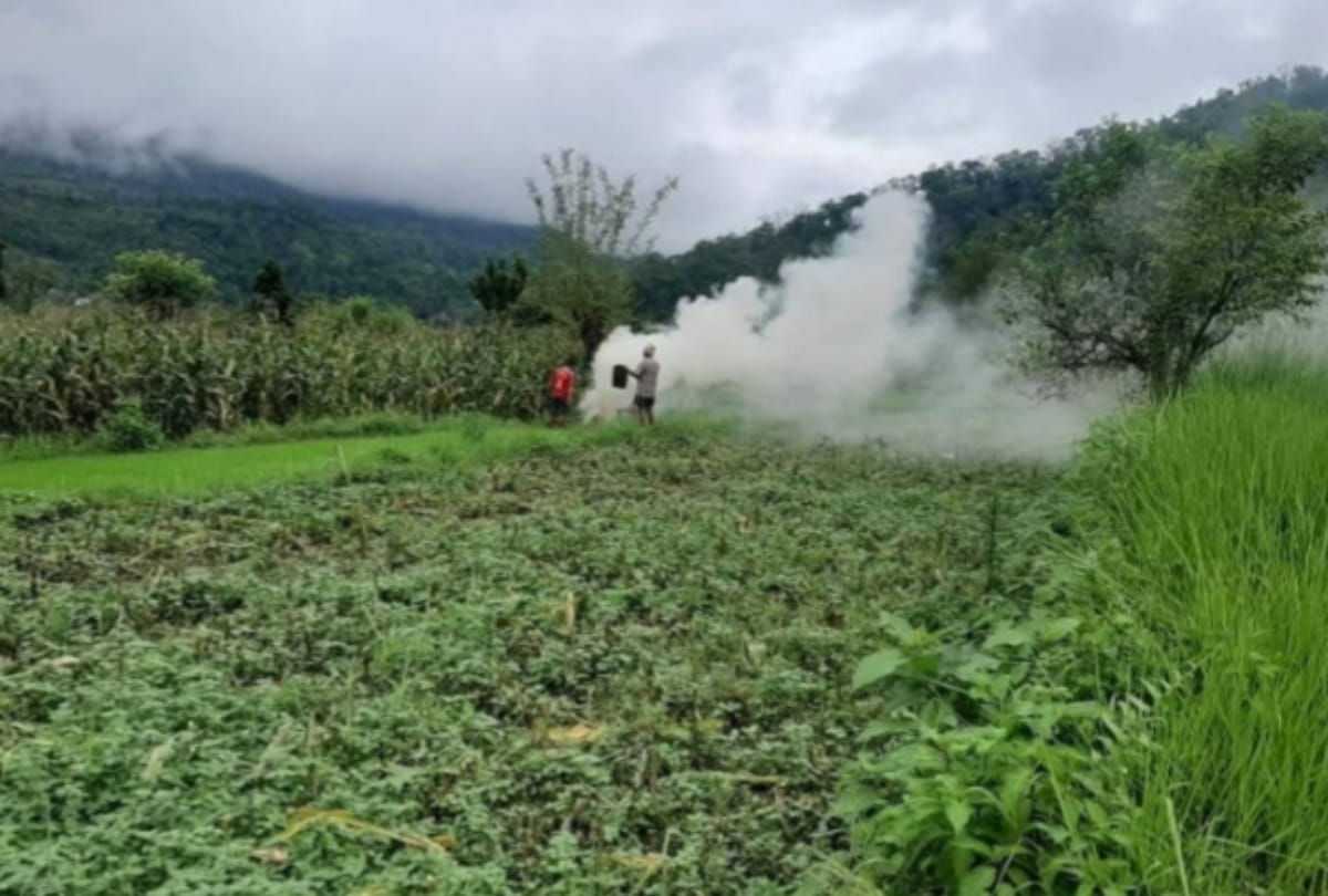 Locusts Tiddi Dal Attacks in India Nepal border