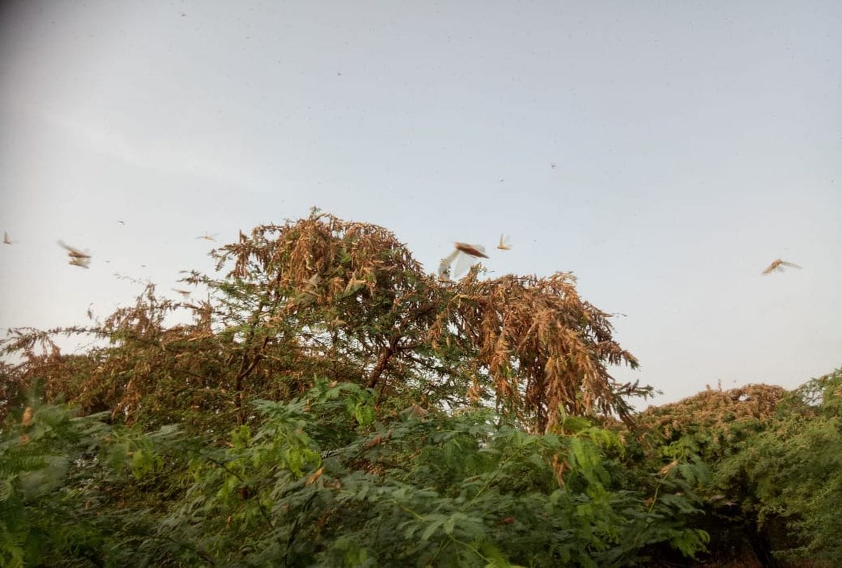 Kanpur: tiddi dal attacked in 50 villages, crop wasted