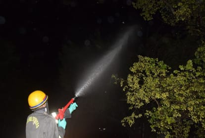 The threat of grasshopper attack is not over in Purvanchal