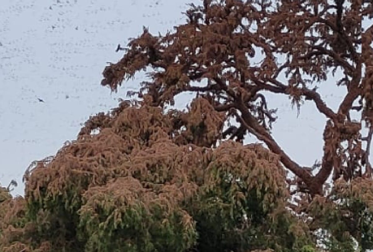 Locusts Tiddi Dal Attacks in Agra