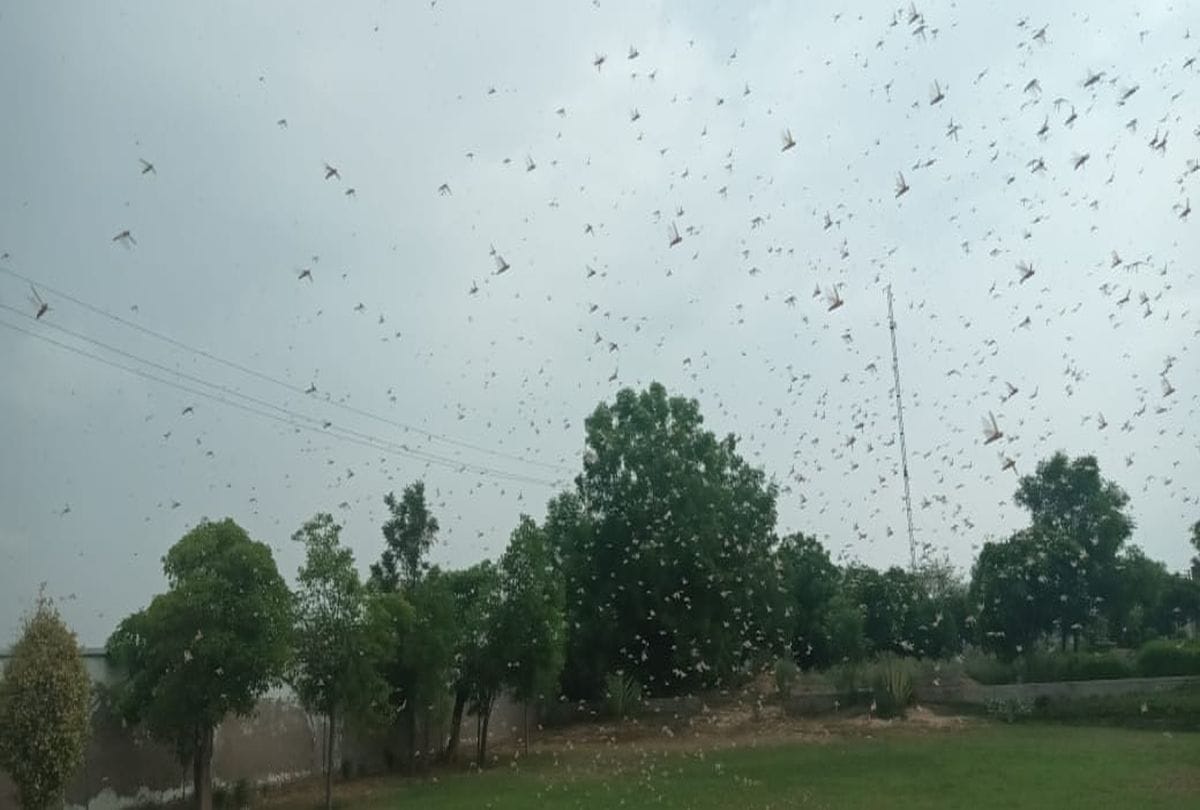 locust attack in uttarakhand :