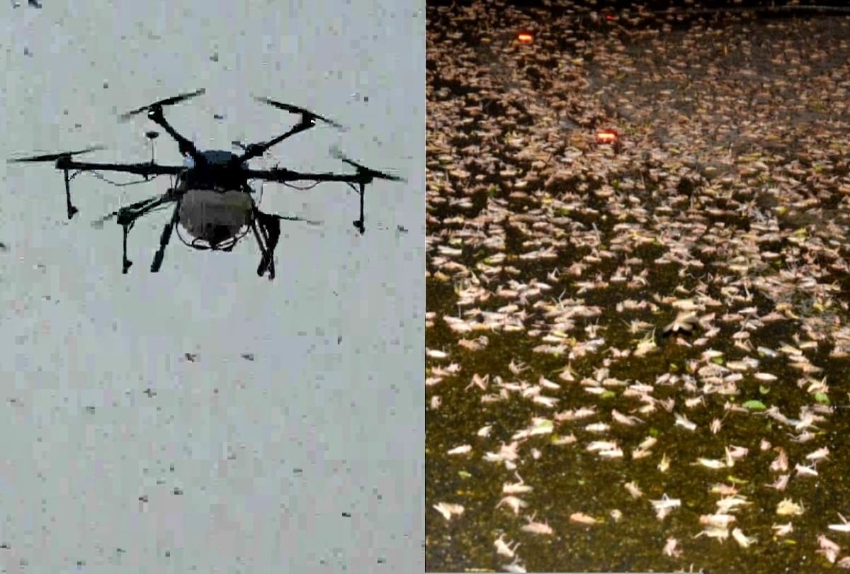 drones being used to spray insecticides as swarms of locusts in agra