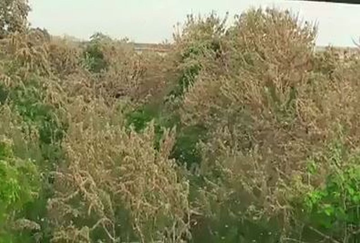 drones being used to spray insecticides as swarms of locusts in agra