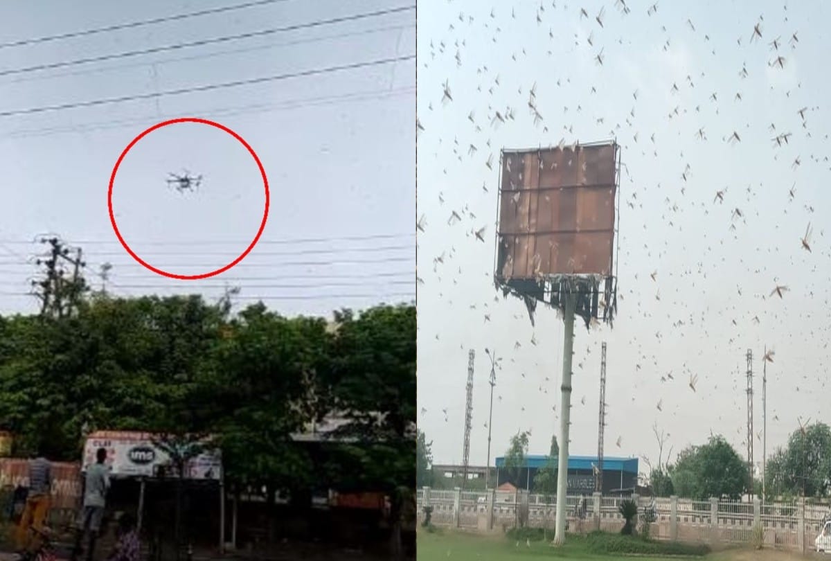 drones being used to spray insecticides as swarms of locusts in agra