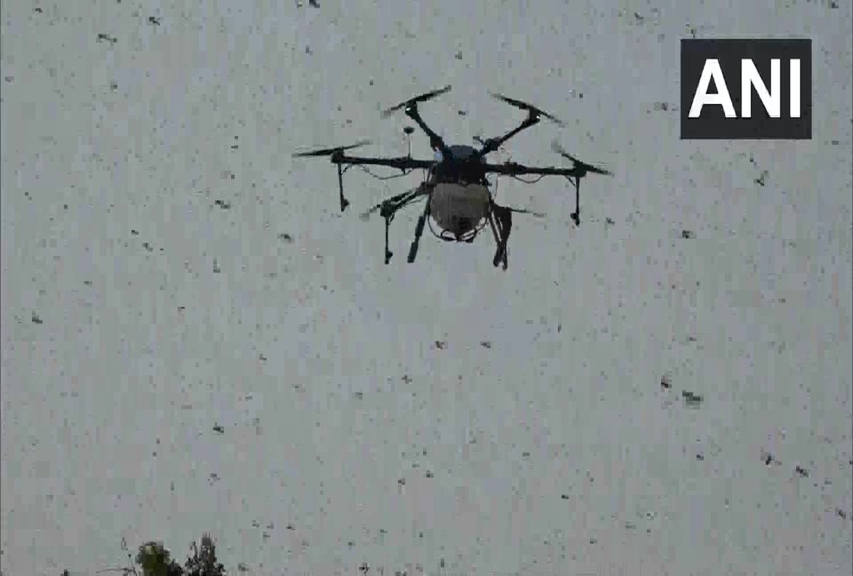 drones being used to spray insecticides as swarms of locusts in agra
