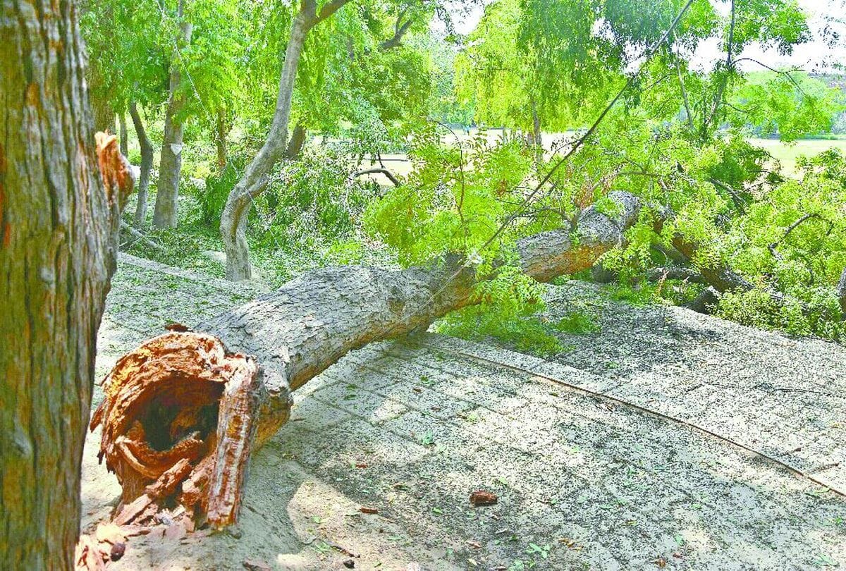 Pakistani Locust Group Attacks On Tree No Water Supply In Half City