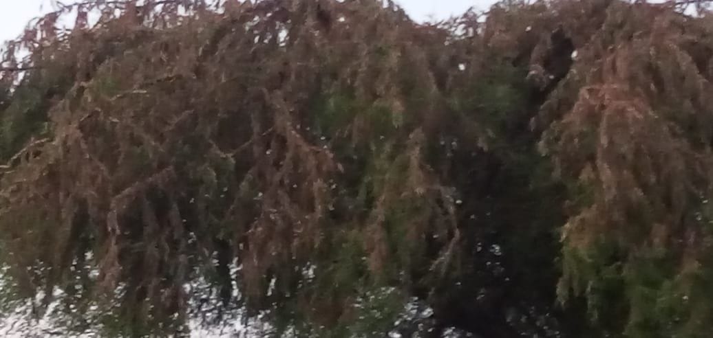Locusts attacked in gardens and fields, causing damage