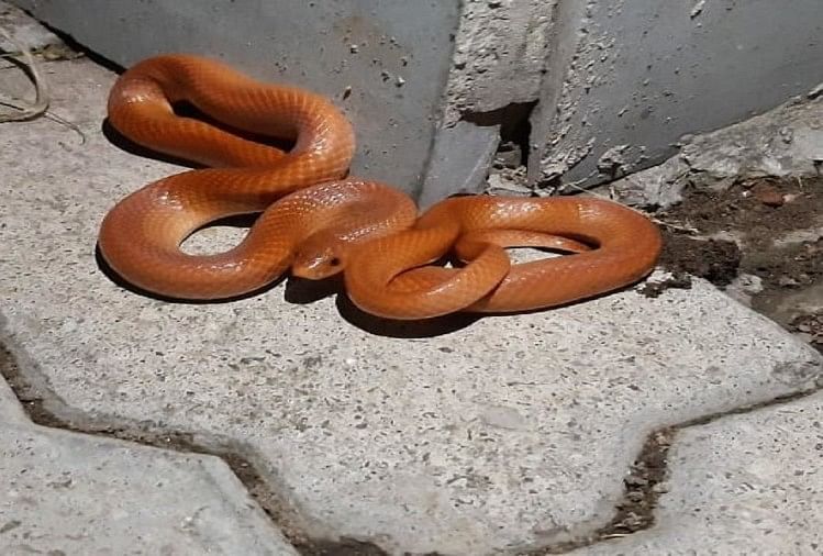 Uttar Pradesh Rare Snake Came Out After Rains Red Coral Kukri Snake   Red Coral Snake 1593594263 