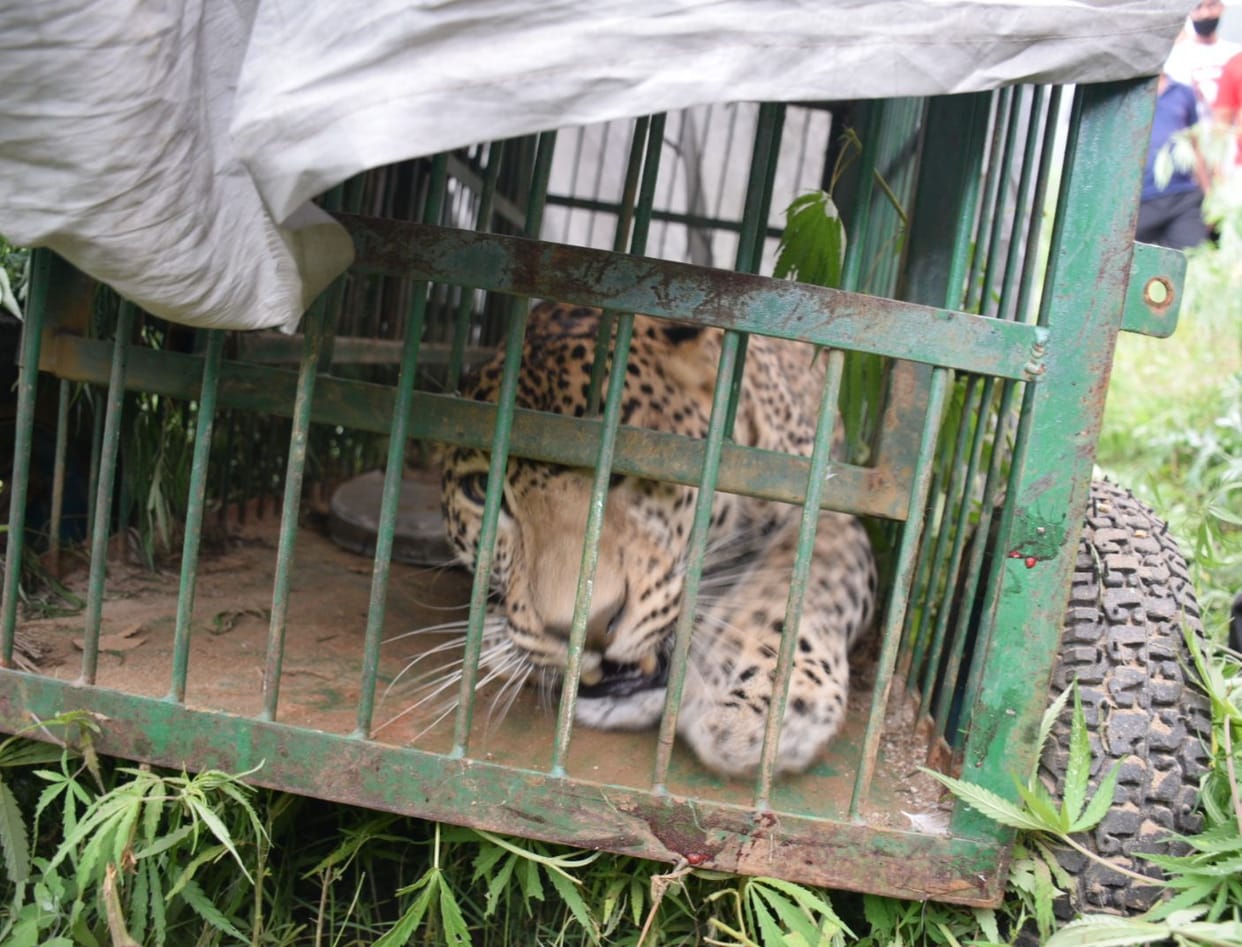 leopard caught in falseema