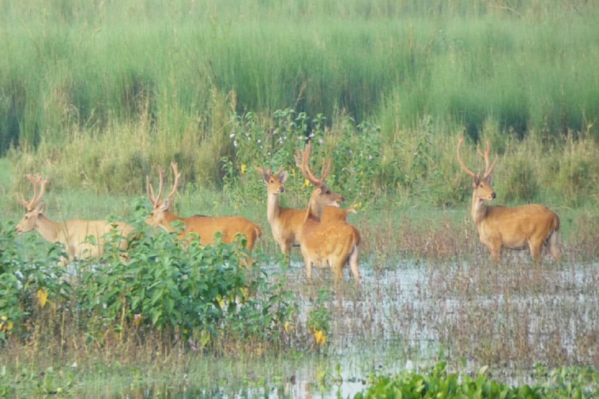 Bijnor News: 150 reindeer have been seen in Hyderpur Wetland of Muzaffarnagar