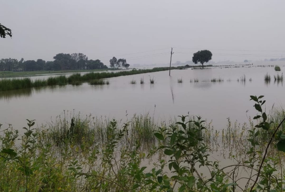 Monsoon: Crop loss after increase in water level of river Ami due to heavy rain