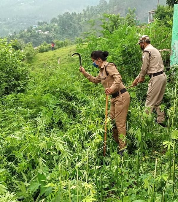 Police destroyed cannabis cultivation in Kausani