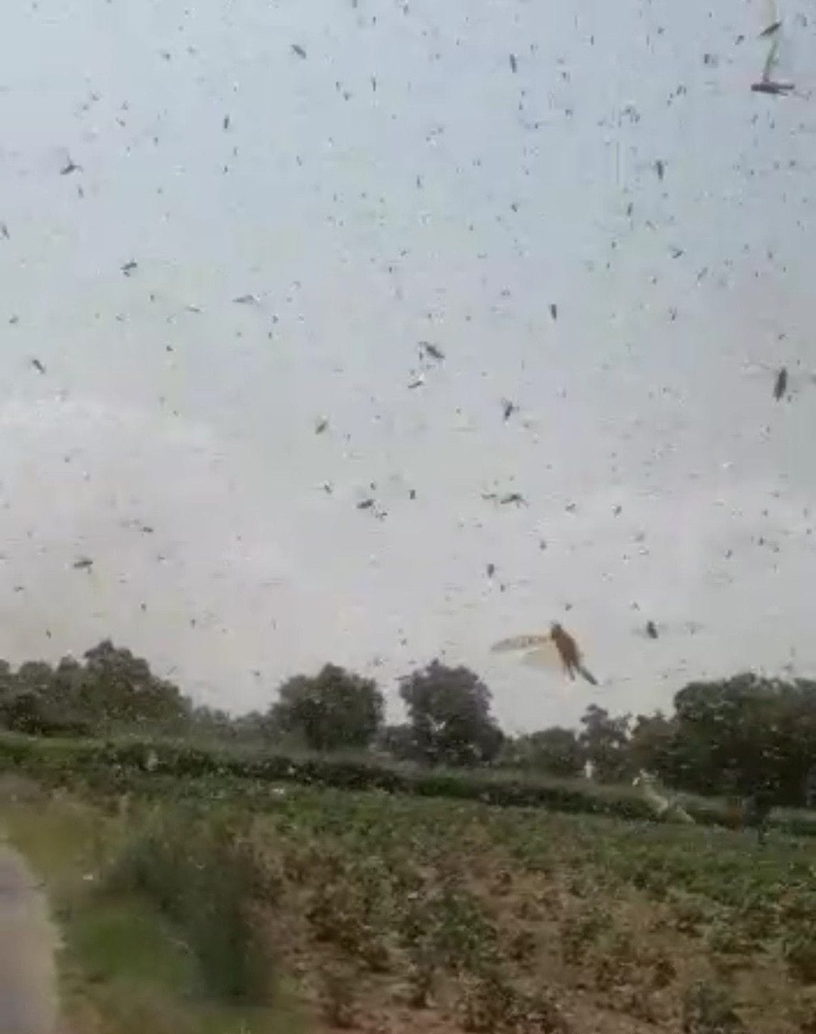 Locust swarms entered in Loharu's village.