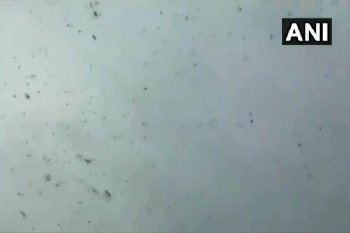 Locust Attack In Uttarakhand Latest News:  Locust reached Uttarakhand from Nepal border is very dangerous