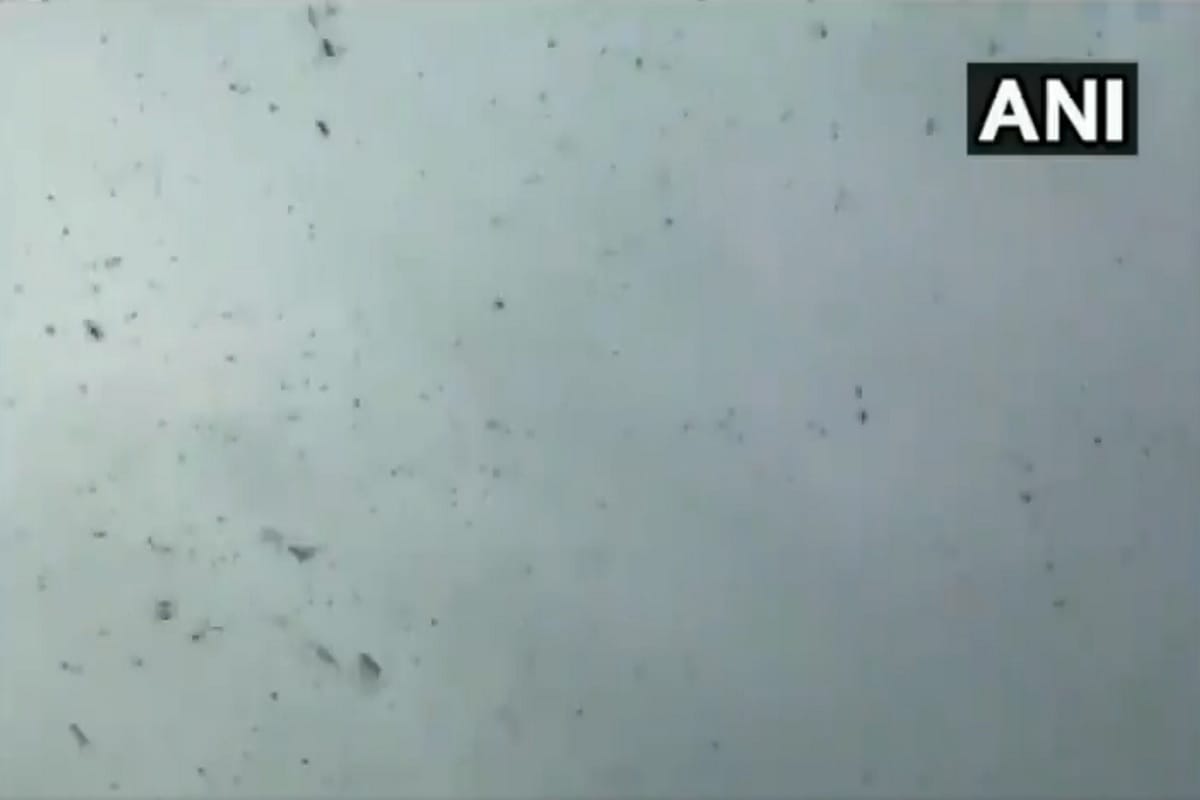 Locust Attack In Uttarakhand Latest News:  Locust reached Uttarakhand from Nepal border is very dangerous