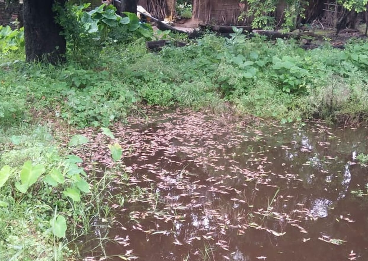 Locusts lost in the forest, predicted to go to Nepal