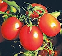 onion cheaper then tomato in almora