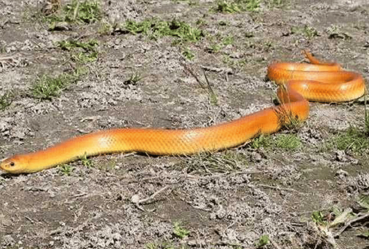 Uttar Pradesh rare snake came out after rains red coral kukri snake