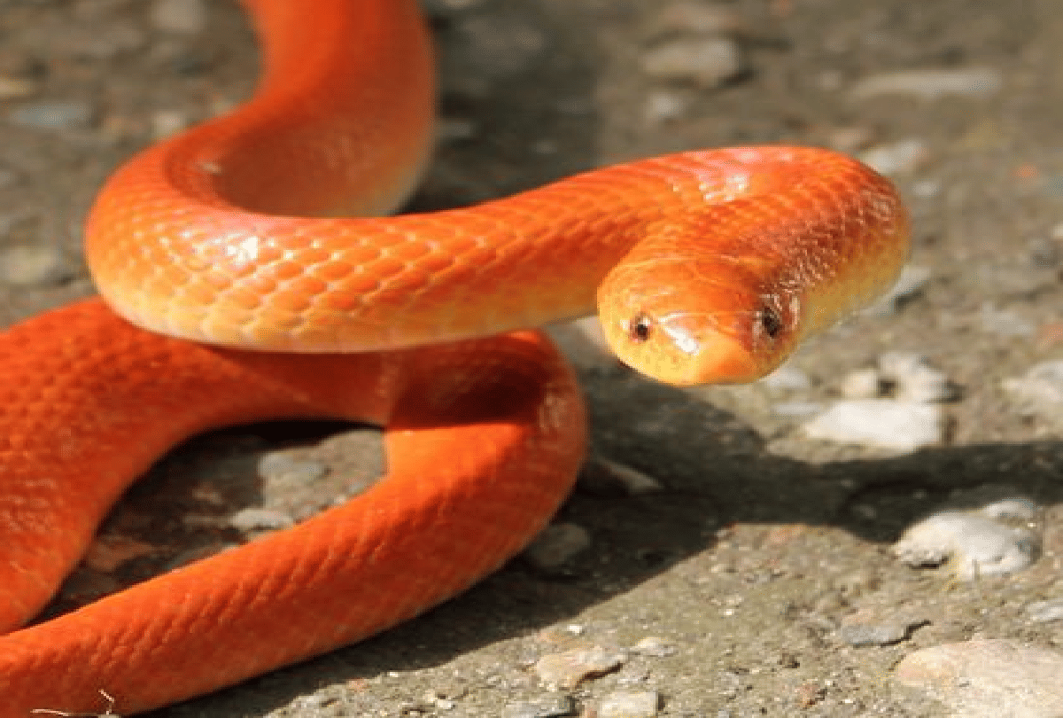 Uttar Pradesh rare snake came out after rains red coral kukri snake