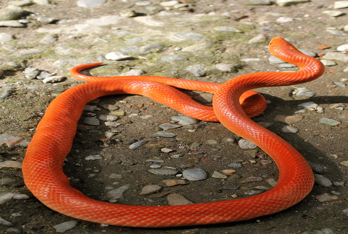 Uttar Pradesh rare snake came out after rains red coral kukri snake