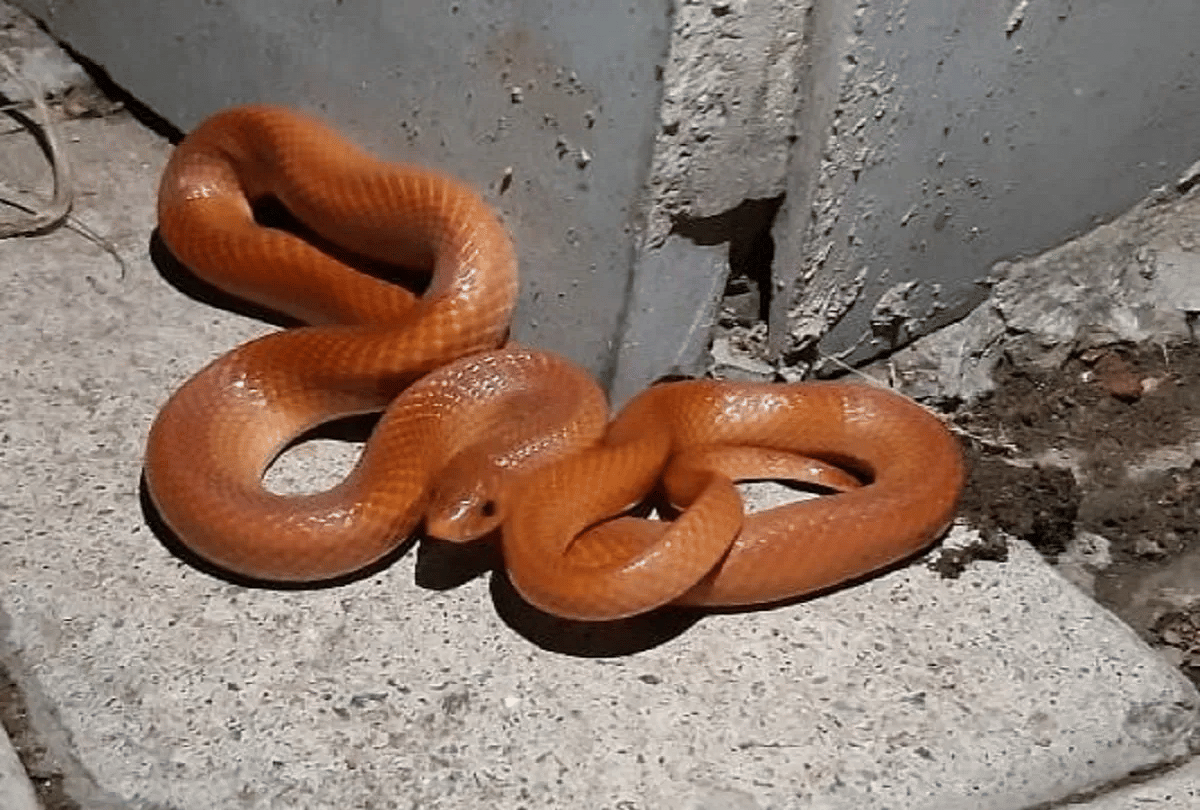 Uttar Pradesh rare snake came out after rains red coral kukri snake