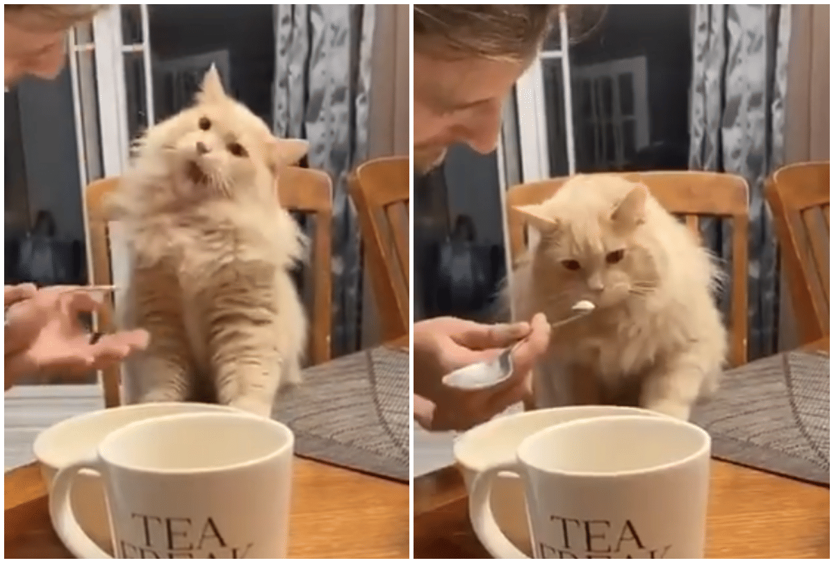 viral video watch cat gave a dramatic reaction after eating ice cream